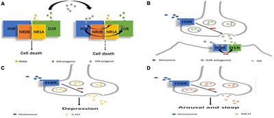 Histamine and histamine receptors: Roles in major depressive disorder